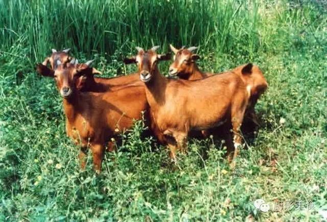 爱吃羊肉，爱吃串，那就看看这60种不同品种的羊长什么样子吧！