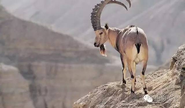 爱吃羊肉，爱吃串，那就看看这60种不同品种的羊长什么样子吧！