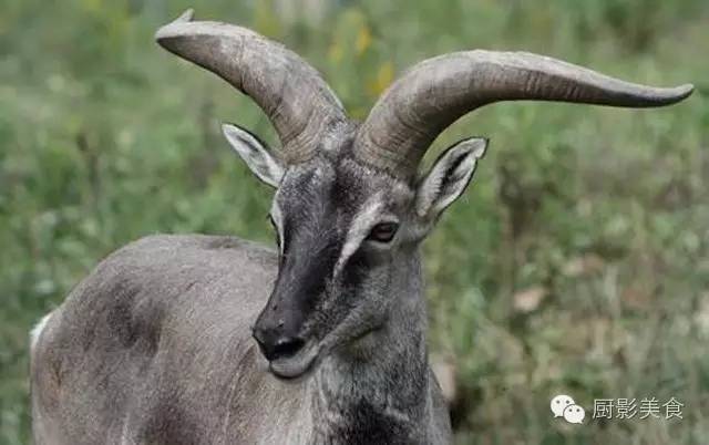 爱吃羊肉，爱吃串，那就看看这60种不同品种的羊长什么样子吧！