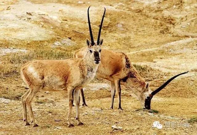 爱吃羊肉，爱吃串，那就看看这60种不同品种的羊长什么样子吧！