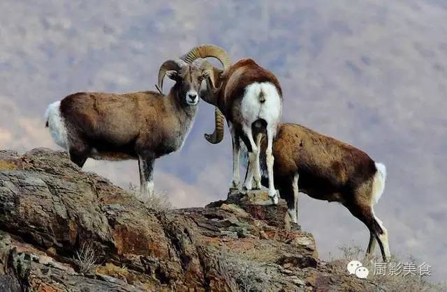 爱吃羊肉，爱吃串，那就看看这60种不同品种的羊长什么样子吧！