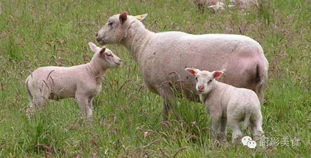 爱吃羊肉，爱吃串，那就看看这60种不同品种的羊长什么样子吧！