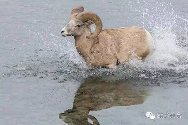 爱吃羊肉，爱吃串，那就看看这60种不同品种的羊长什么样子吧！