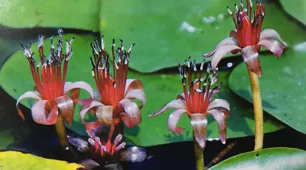 最贵的紫翡和红翡价格,红翡绿翠紫为贵蓝为稀