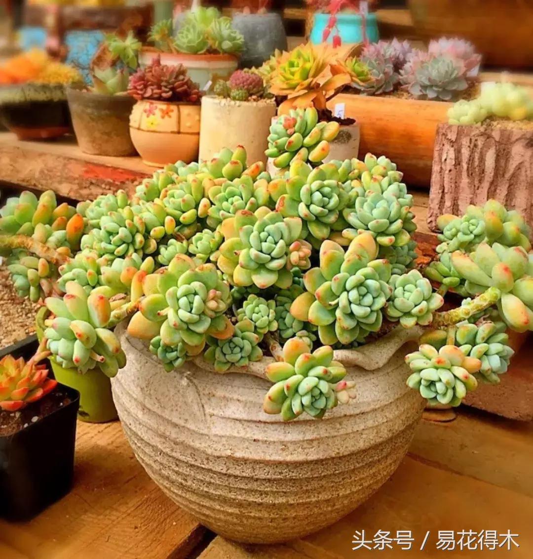 多肉植物养殖土壤配方,不花钱多肉植物养殖方法