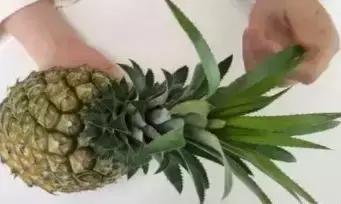 吃完的菠萝不要扔教你做盆栽,菠萝种子自制盆栽
