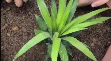 吃完的菠萝不要扔教你做盆栽,菠萝种子自制盆栽