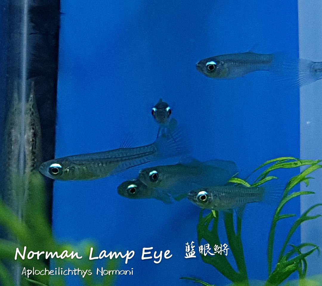 各种小型热带鱼图片大全及名字,41种热带鱼