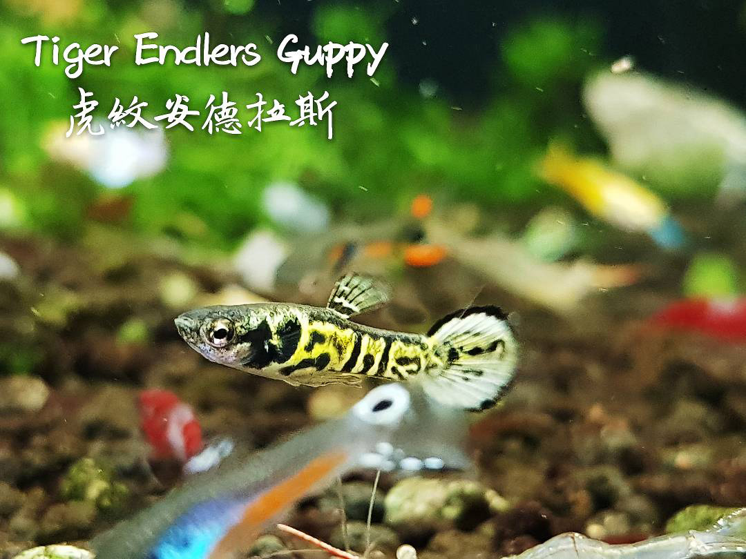 各种小型热带鱼图片大全及名字,41种热带鱼