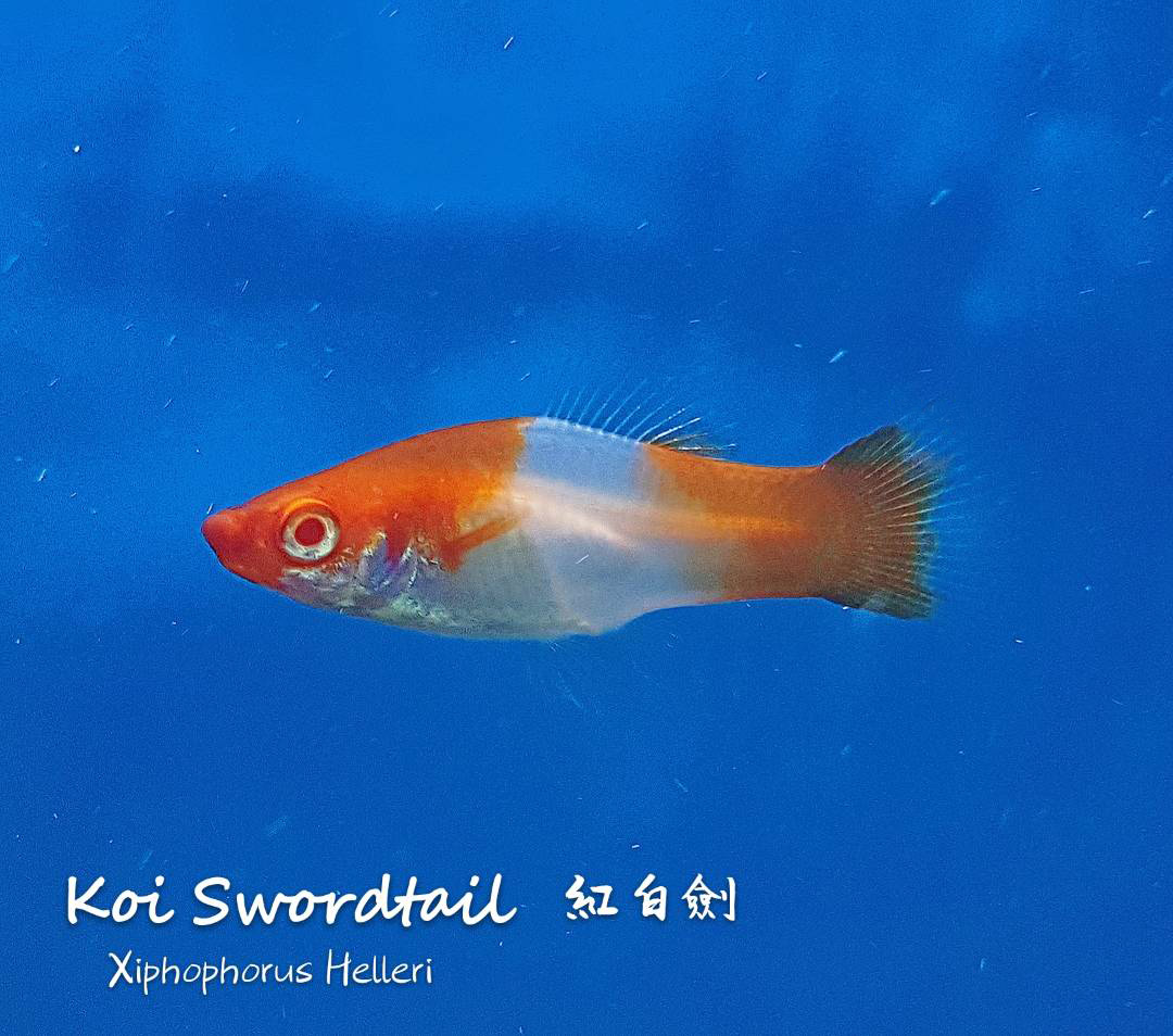 各种小型热带鱼图片大全及名字,41种热带鱼