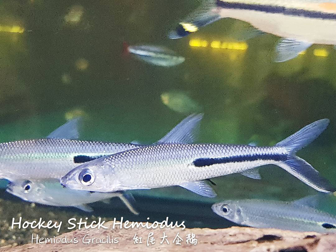 各种小型热带鱼图片大全及名字,41种热带鱼