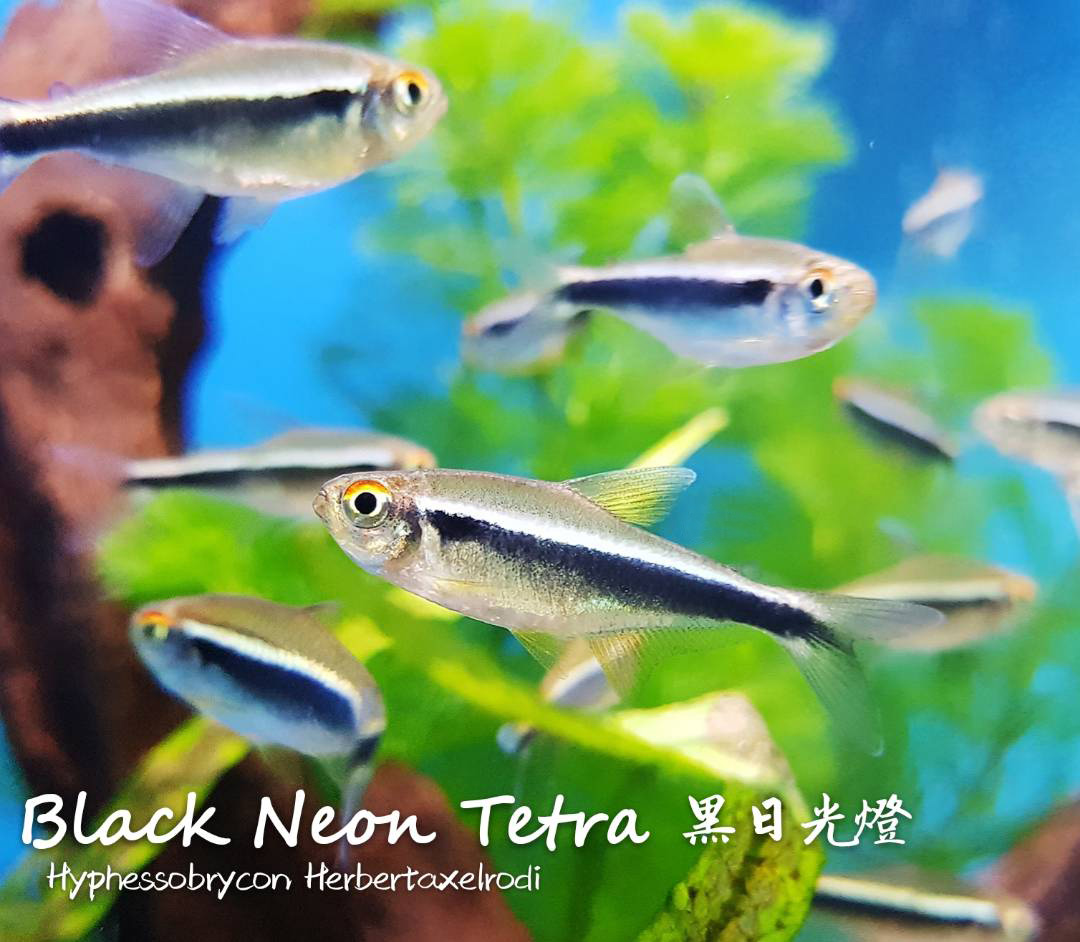 各种小型热带鱼图片大全及名字,41种热带鱼