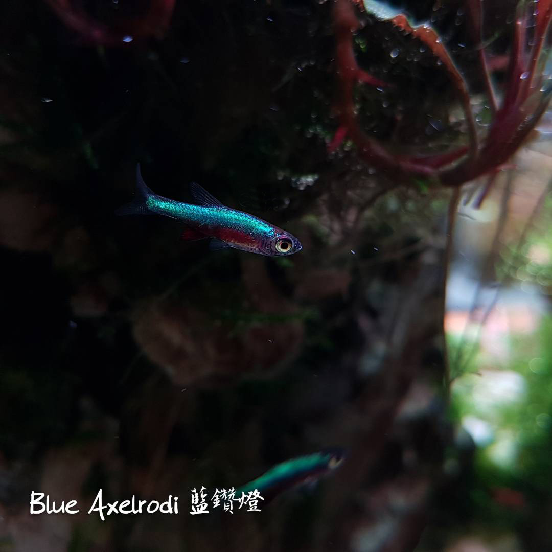 各种小型热带鱼图片大全及名字,41种热带鱼