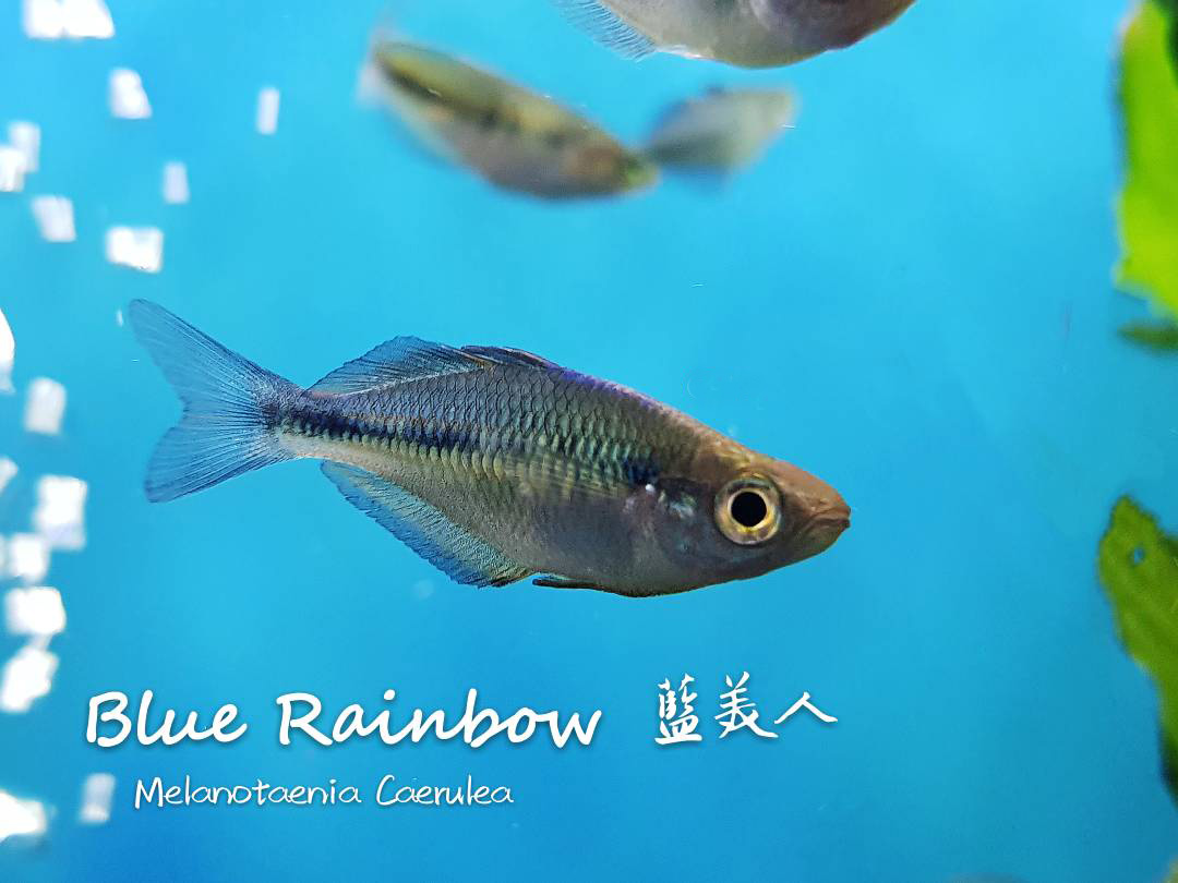 各种小型热带鱼图片大全及名字,41种热带鱼