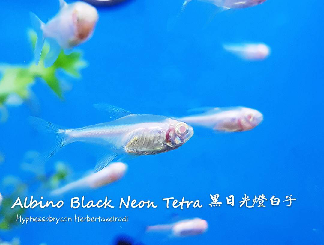 各种小型热带鱼图片大全及名字,41种热带鱼