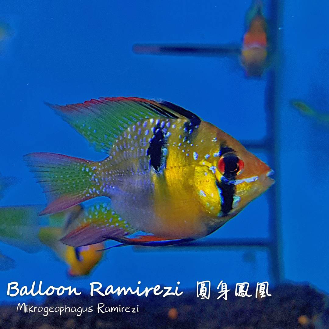 各种小型热带鱼图片大全及名字,41种热带鱼