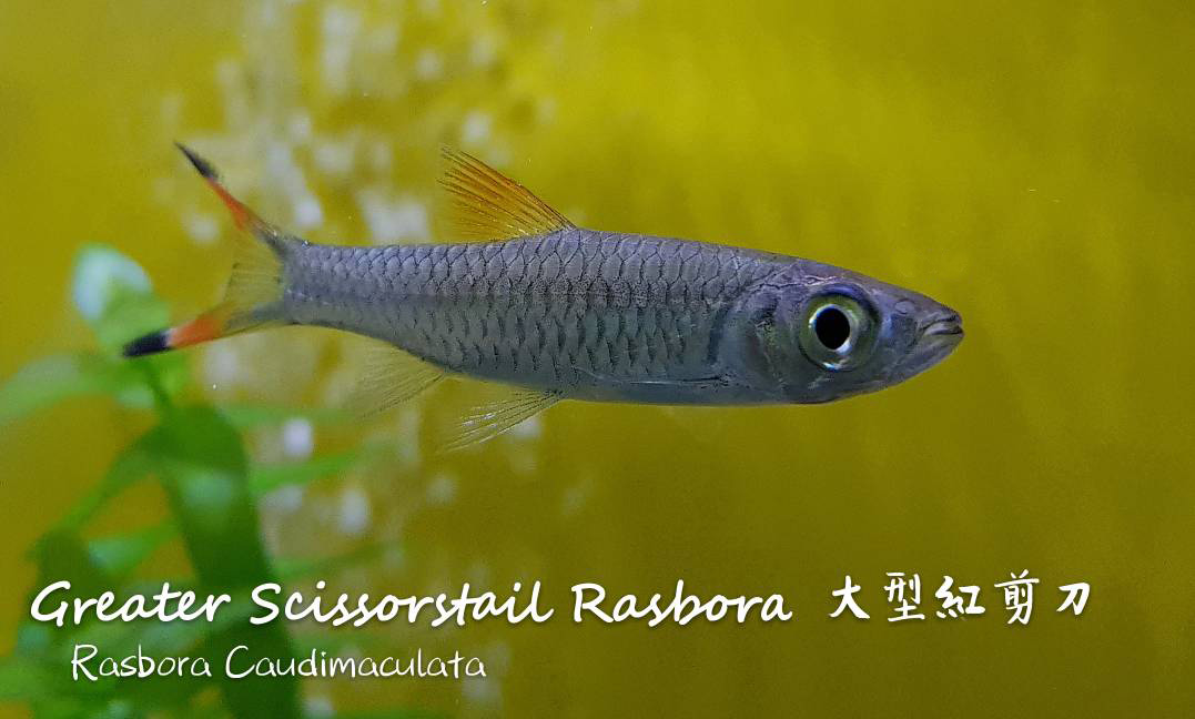 各种小型热带鱼图片大全及名字,41种热带鱼