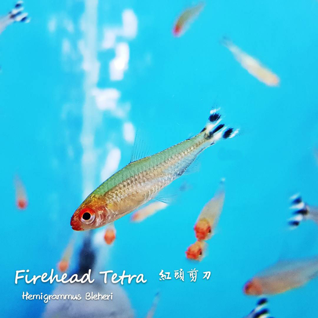 各种小型热带鱼图片大全及名字,41种热带鱼