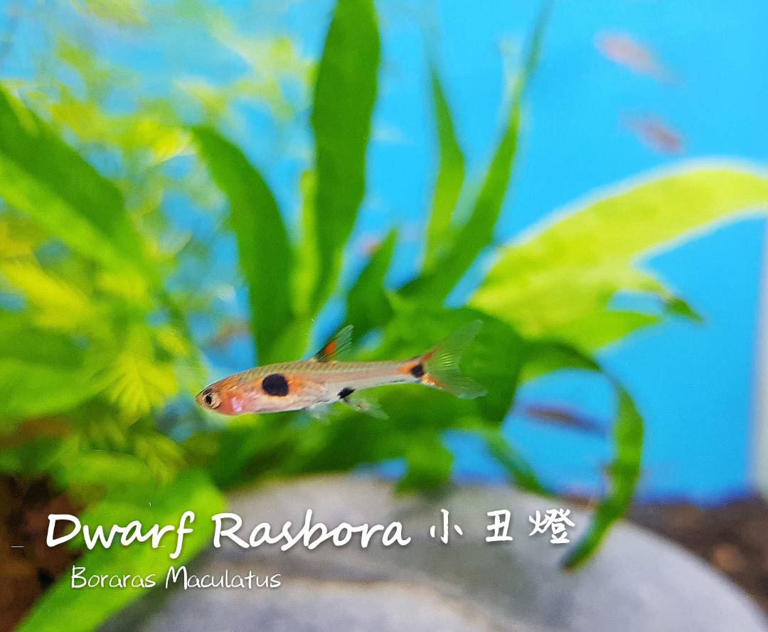 各种小型热带鱼图片大全及名字,41种热带鱼