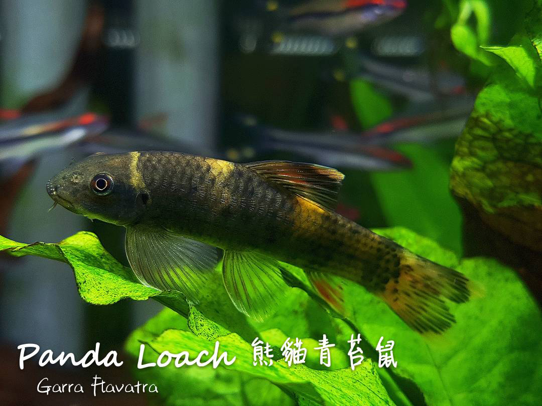 各种小型热带鱼图片大全及名字,41种热带鱼