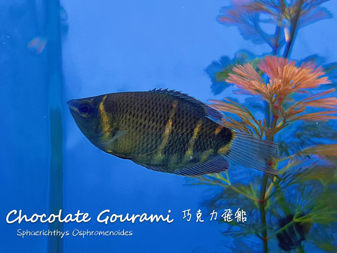 各种小型热带鱼图片大全及名字,41种热带鱼