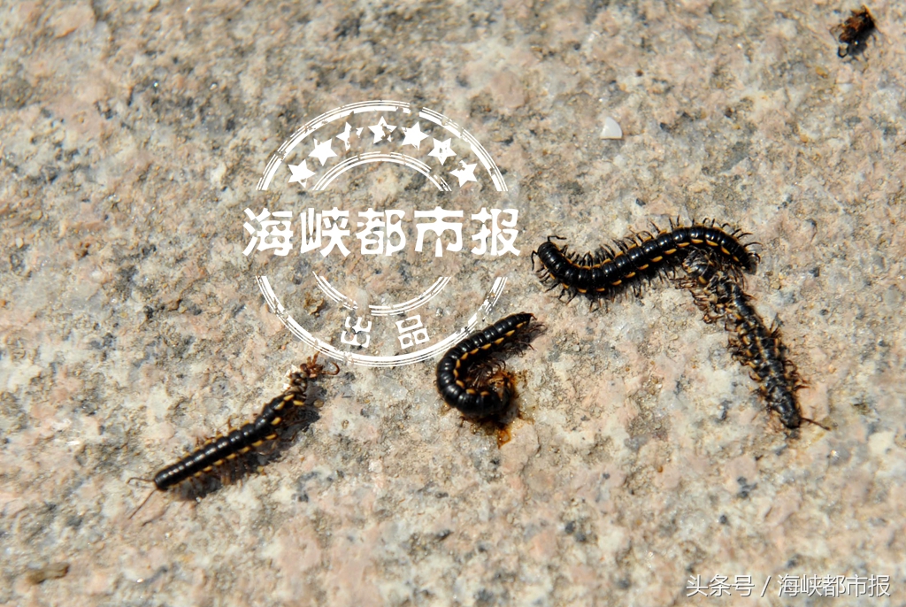 蜈蚣真实长相,长得太丑了被人嘲笑