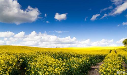 顺风车神州租车,神州租车去开顺风车