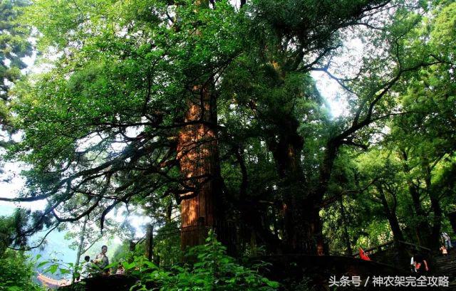 好消息！“武汉—神农架”旅游惠民直通车开通啦！