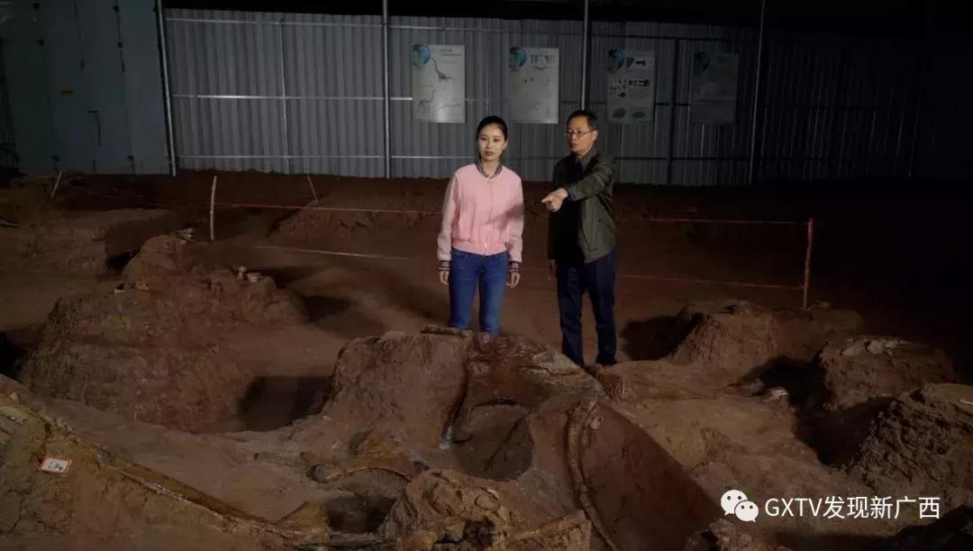 1亿5千万年前的恐龙化石,1亿年前的恐龙