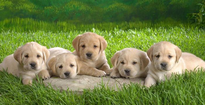 狗狗几个月可以啃骨头,怎么知道狗狗还有多久生