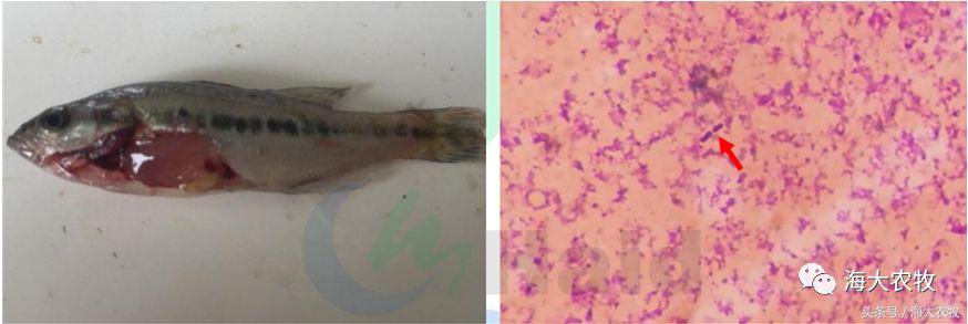 鲈鱼苗应激怎么处理,鲈鱼苗白尾烂身什么原因