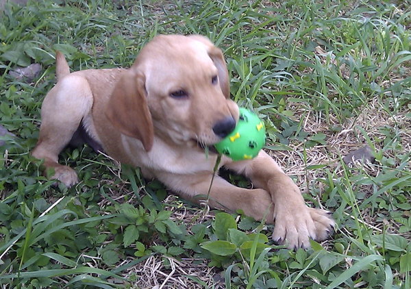 狗瘟神经症状及治疗方法,狗瘟症状多久小狗会死