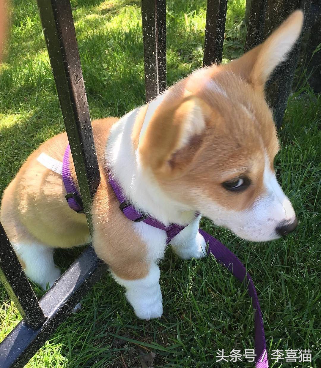 柯基大长腿和小短腿日常,别看柯基小小的脾气可不得了