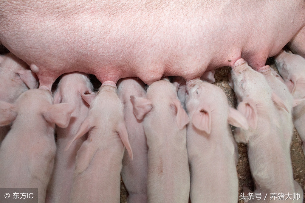仔猪腹泻的原因及治疗方法,仔猪腹泻防治现状