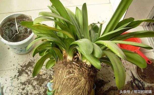 君子兰为什么都是小虫子,养了五年的君子兰烂根了