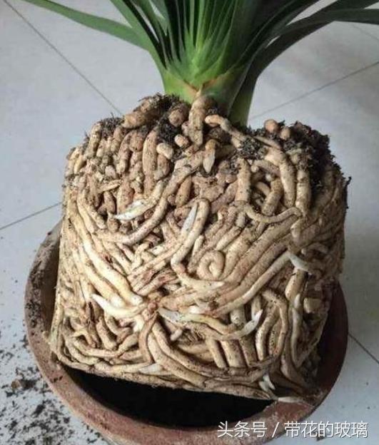 君子兰为什么都是小虫子,养了五年的君子兰烂根了