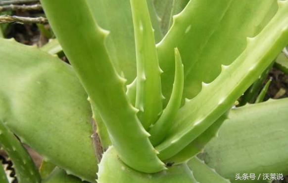 适合盆栽的药草,花园里的木本植物