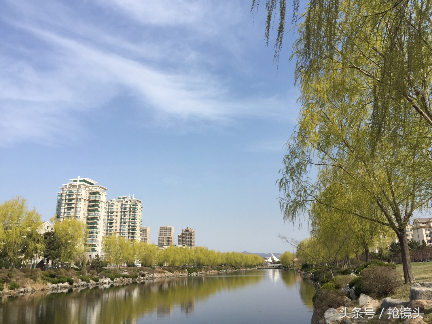 关于柳树的经典诗句,关于柳树的诗句及赏析