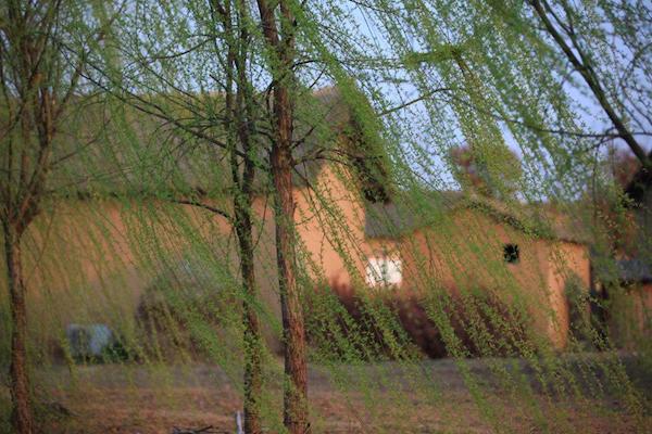 农村路边上常见的柳树叶子，竟然能吃还有治病的功效