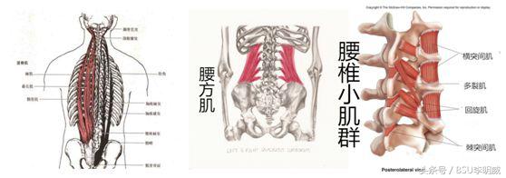 久坐腰痛坐骨神经痛康复训练,久坐腰痛有什么方法治疗
