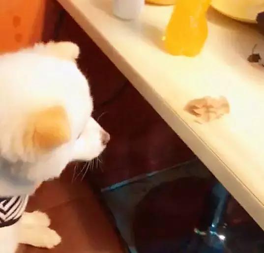 狗狗第一次吃鸡胸肉太兴奋,狗狗第一次吃火锅