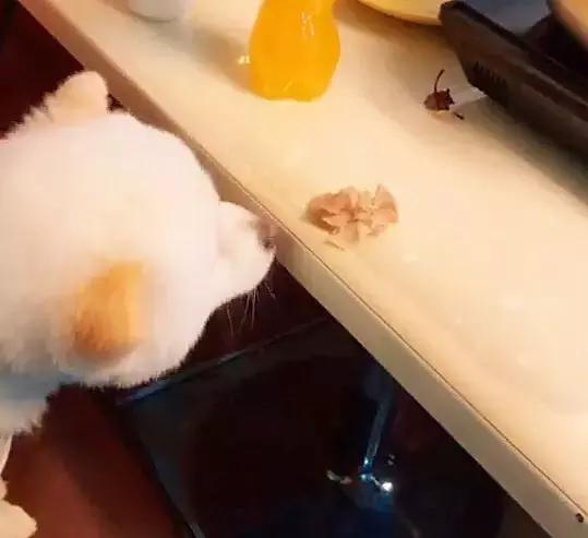 狗狗第一次吃鸡胸肉太兴奋,狗狗第一次吃火锅