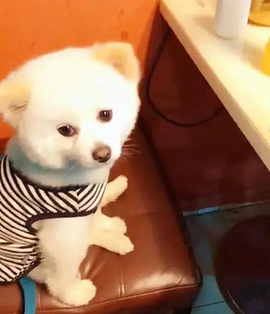 狗狗第一次吃鸡胸肉太兴奋,狗狗第一次吃火锅