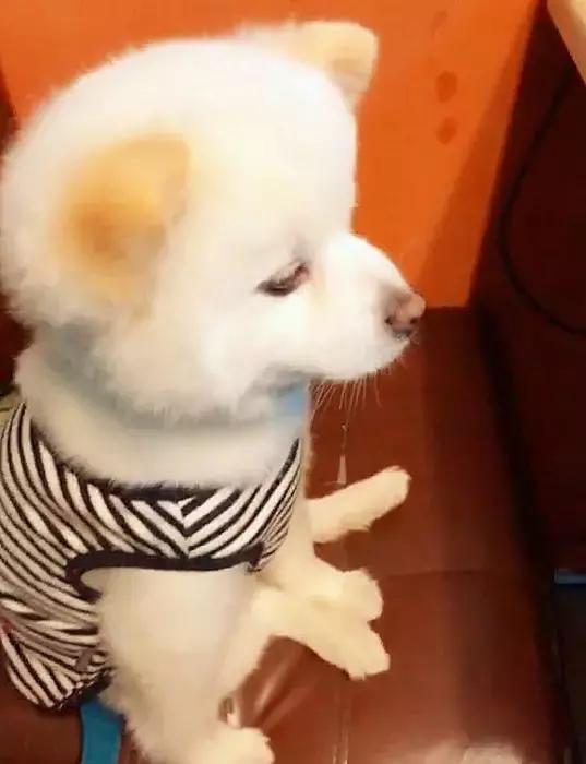 狗狗第一次吃鸡胸肉太兴奋,狗狗第一次吃火锅