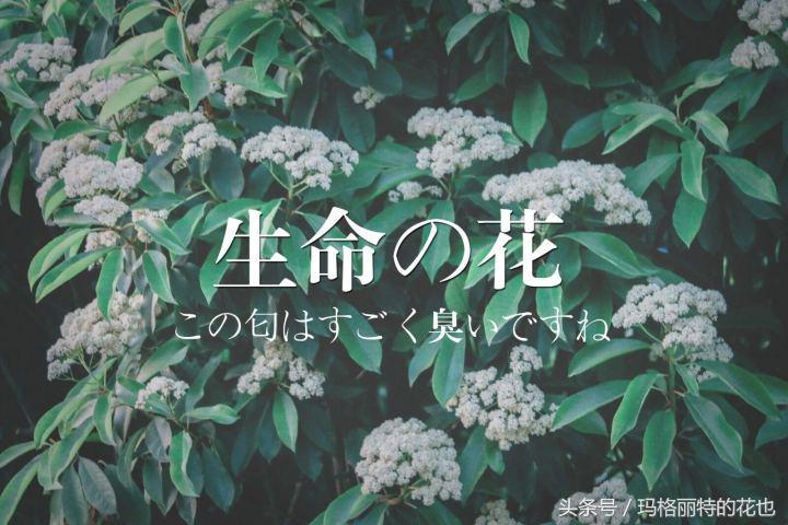 石楠花味道为什么是生命的味道,石楠花有什么味道和颜色