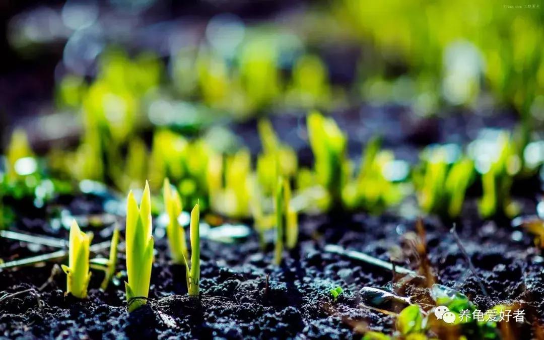 当下养什么龟好,这几年适合养什么龟