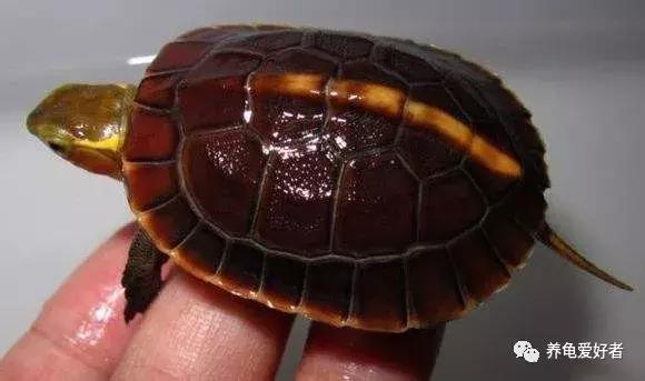 当下养什么龟好,这几年适合养什么龟