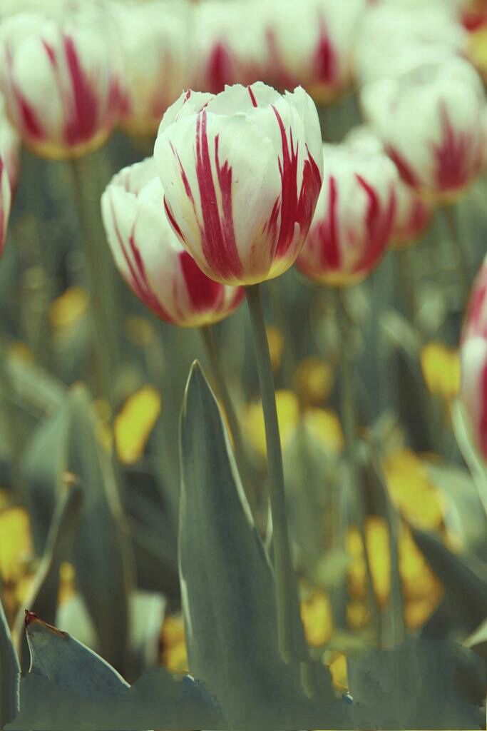 爱意满满郁金香,郁金香表达爱意文案