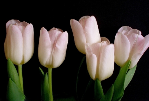 爱意满满郁金香,郁金香表达爱意文案