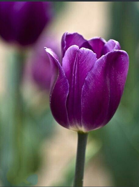 爱意满满郁金香,郁金香表达爱意文案